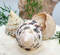 Indonesian Sea Shell (Trocca L)