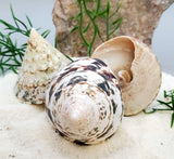 Indonesian Sea Shell (Trocca L)