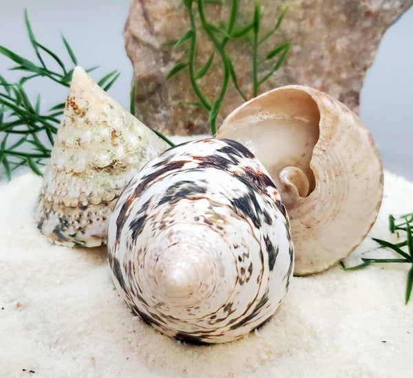 Indonesian Sea Shell (Trocca L)