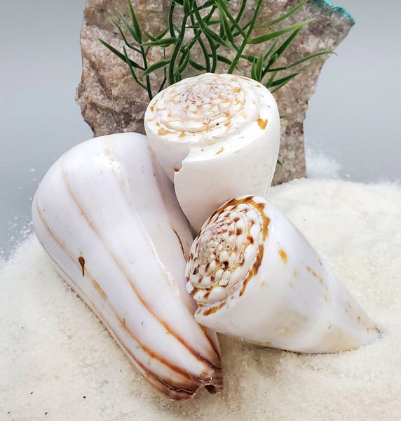 Indonesian Sea Shell (Conus Magus M)