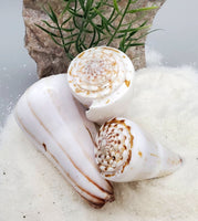 Indonesian Sea Shell (Conus Magus SM)