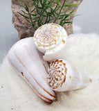 Indonesian Sea Shell (Conus Magus SM)