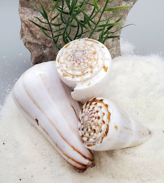Indonesian Sea Shell (Conus Magus SM)