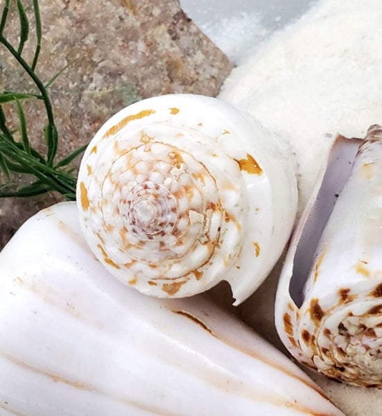 Indonesian Sea Shell (Conus Magus L)