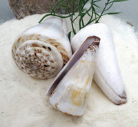 Indonesian Sea Shell (Conus Magus M)