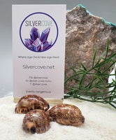 Indonesian Sea Shell (Mauritia Arabica)