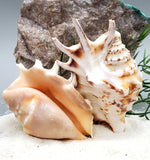 Indonesian Sea Shell (Large Lambis)