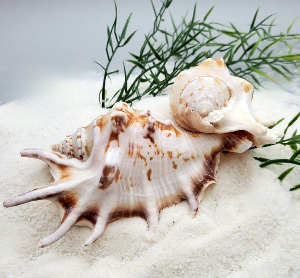 Indonesian Sea Shell (Large Lambis)