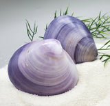 Indonesian Sea Shell (Meretrix Lusoria)
