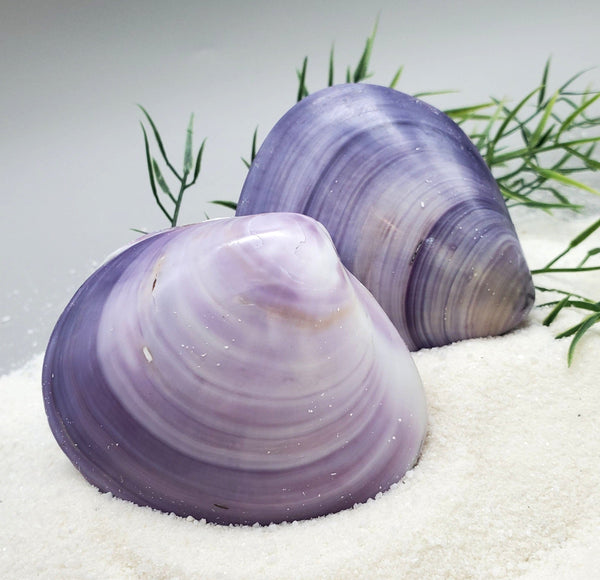 Indonesian Sea Shell (Meretrix Lusoria)