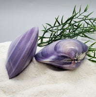 Indonesian Sea Shell (Meretrix Lusoria)