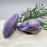 Indonesian Sea Shell (Meretrix Lusoria)