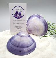 Indonesian Sea Shell (Meretrix Lusoria)