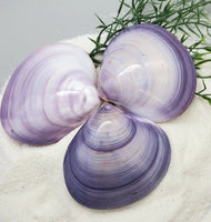 Indonesian Sea Shell (Meretrix Lusoria)