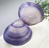 Indonesian Sea Shell (Meretrix Lusoria)