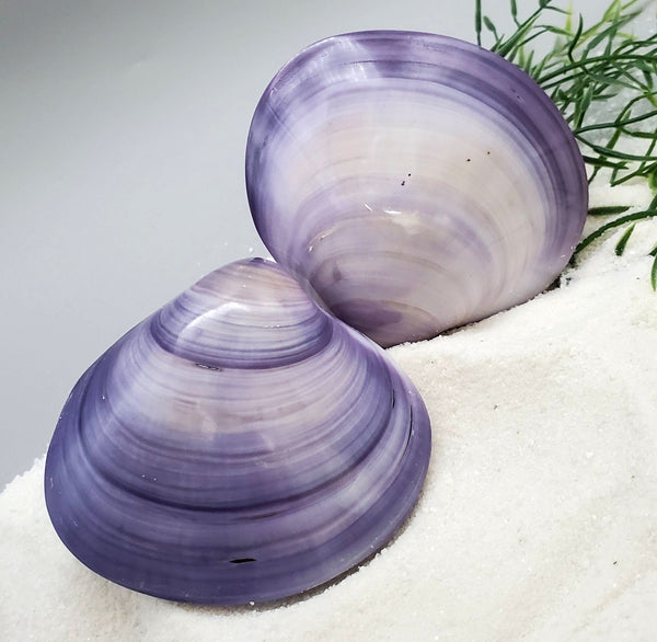 Indonesian Sea Shell (Meretrix Lusoria)