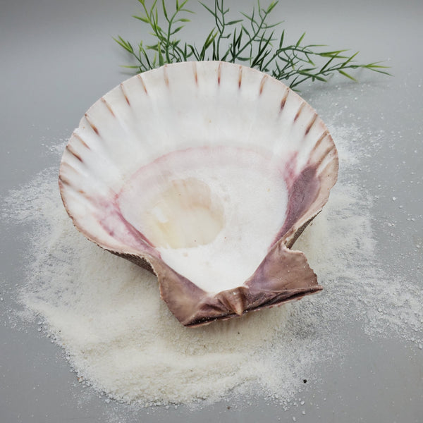 Indonesian Shell (Lion's Paw)