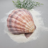 Indonesian Shell (Lion's Paw)