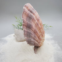 Indonesian Shell (Lion's Paw)