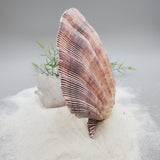 Indonesian Shell (Lion's Paw)