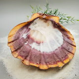 Indonesian Shell (Lion's Paw)