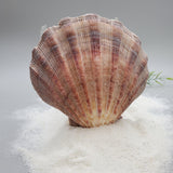 Indonesian Shell (Lion's Paw)