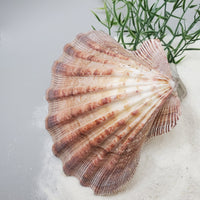 Indonesian Shell (Lion's Paw)