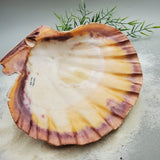 Indonesian Shell (Lion's Paw)