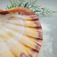 Indonesian Shell (Lion's Paw)