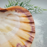 Indonesian Shell (Lion's Paw)