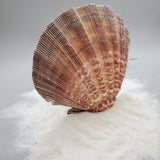 Indonesian Shell (Lion's Paw)