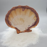 Indonesian Shell (Lion's Paw)
