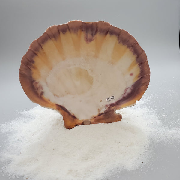 Indonesian Shell (Lion's Paw)