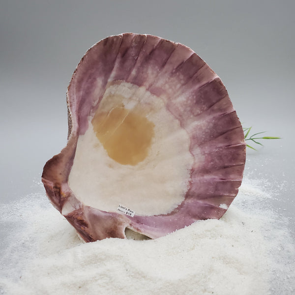 Indonesian Shell (Lion's Paw)