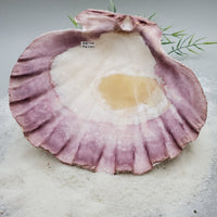 Indonesian Shell (Lion's Paw)