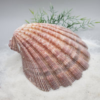 Indonesian Shell (Lion's Paw)