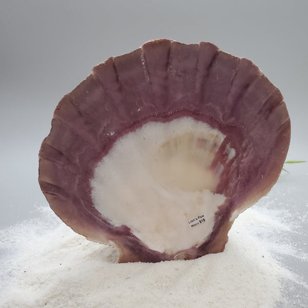 Indonesian Shell (Lion's Paw)