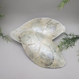 Decorative Abalone Shell and Wood Dish