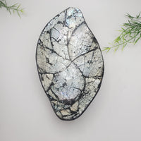Decorative Abalone Shell