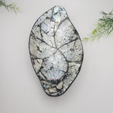 Decorative Abalone Shell