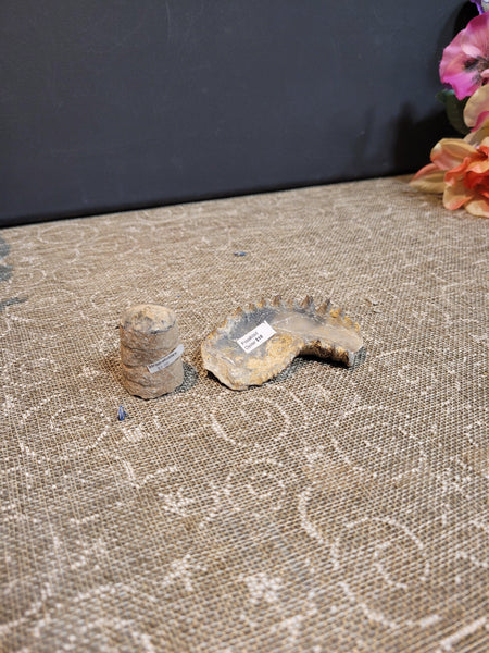 15809 June 17th 2025 Live