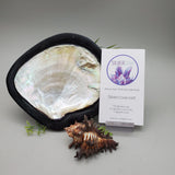 Decorative Shell and Wood Dish