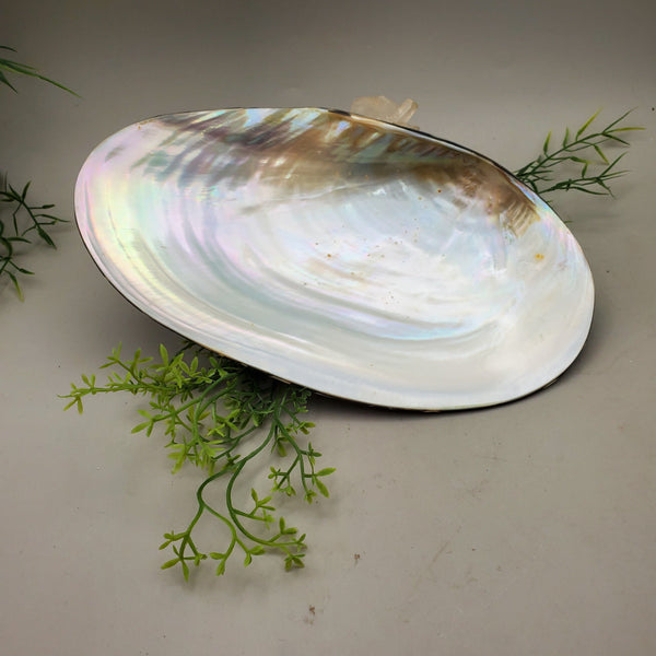Decorative Half Clam Shell Dish