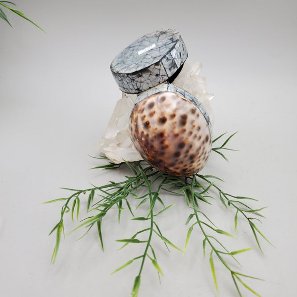 Tiger Cowrie and Abalone Shell Trinket Box