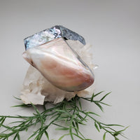 Mother Of Pearl, Shell Trinket Box
