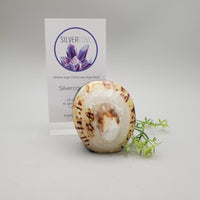Limpet and Abalone Shell Trinket Box