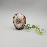 Limpet and Abalone Shell Trinket Box