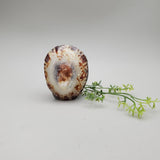 Limpet and Abalone Shell Trinket Box