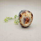 Limpet and Abalone Shell Trinket Box