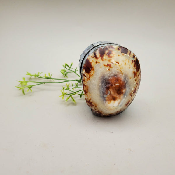 Limpet and Abalone Shell Trinket Box